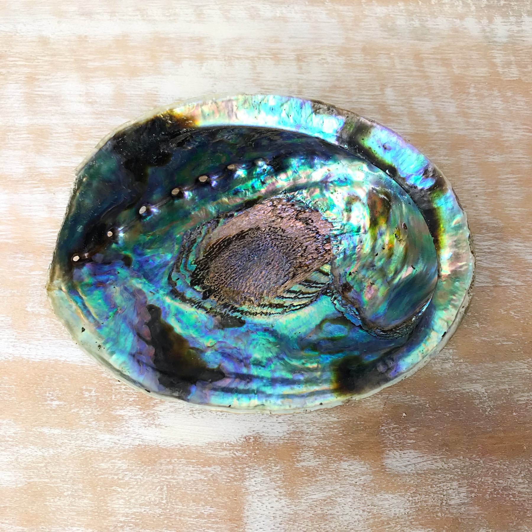 Abalone Muschel grün