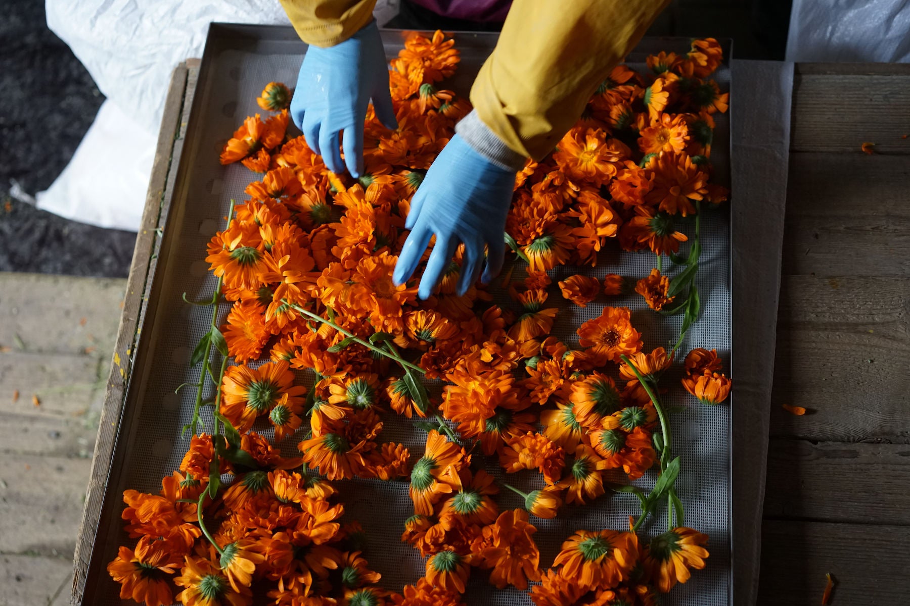 Verwöhnen Sie Ihre Haut mit dem Naturkosmetik Gesichtsöl Calendula (Ringelblume) & Karotte von Frantsila – beste Naturkosmetik aus Finnland.