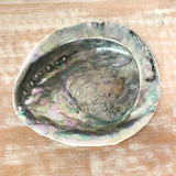 Abalone Muschel gross XL