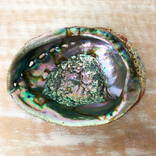 Abalone Muschel standard